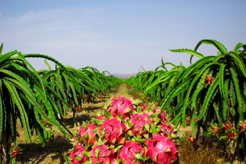 Dragon-Fruit-Garden-Tien-Giang