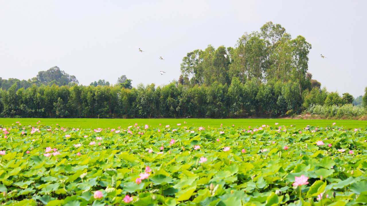 Mekong-Culture-Nature-Tour-Discover-Dong-Thap-Muoi