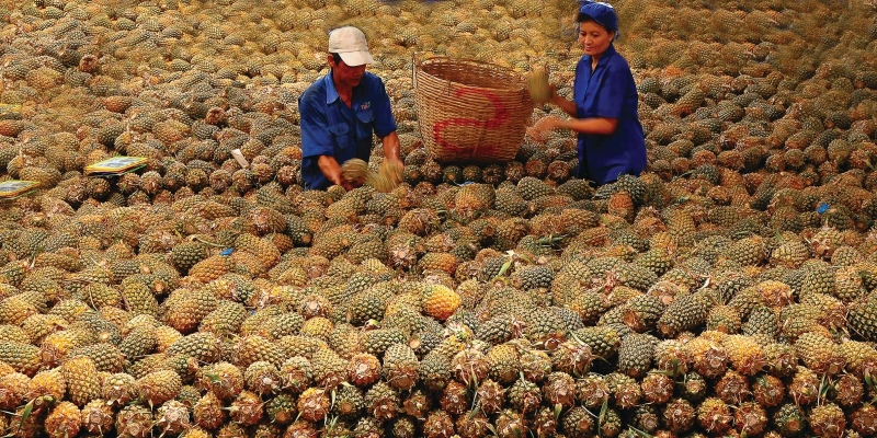 Pineapple-Plantation-Here-Tien-Giang
