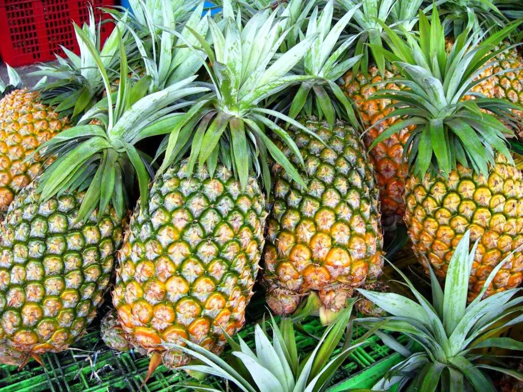 Pineapple-Plantation-Here-Tien-Giang