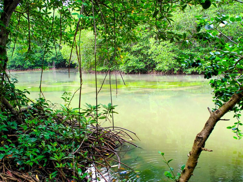 Vam-Sat-Ecotourism-Center-2