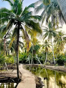 Ben Tre coconut groves