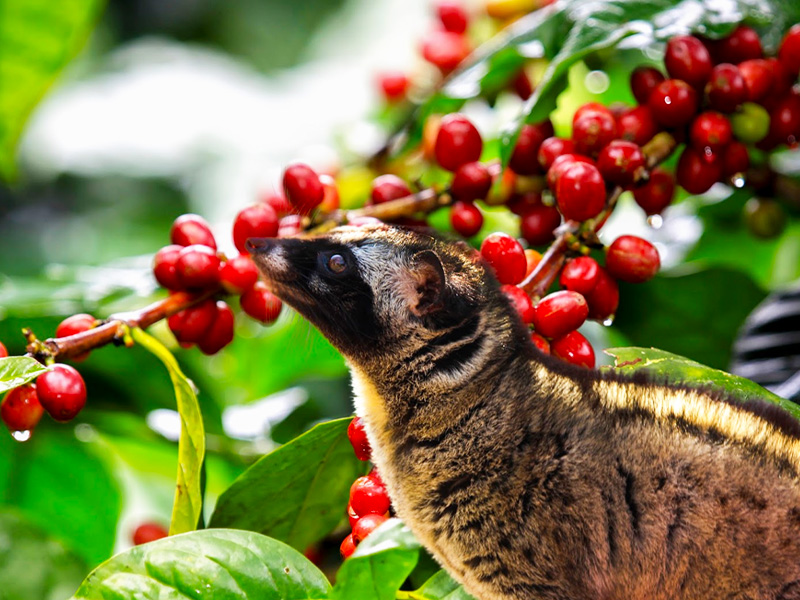 civet-farm